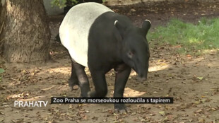 Zoo Praha se morseovkou rozloučila s tapírem