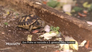 Zoo Praha se rozrostla o druhou generaci želvy tuniské