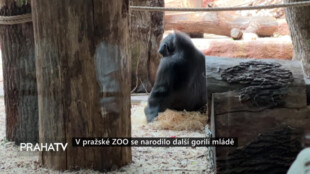 V pražské ZOO se narodilo další gorilí mládě